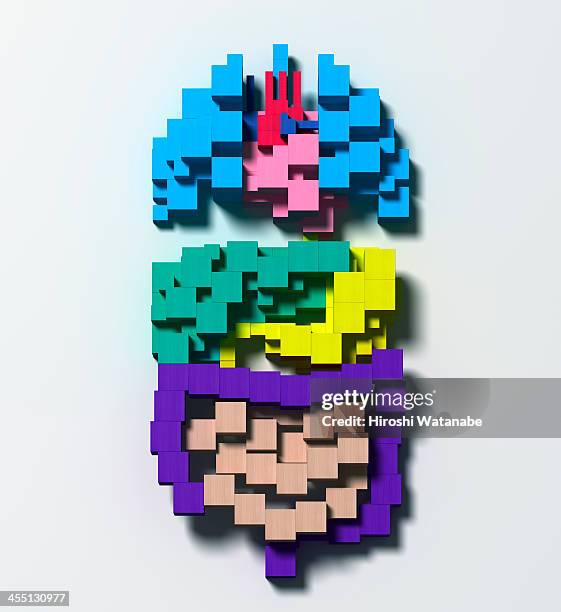 organs made of wooden blocks - internal organ stock pictures, royalty-free photos & images