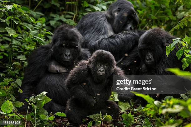 The Bageni family in the gorilla sector of Virunga National Park, on August 6, 2013 in Bukima, DR Congo. The gorilla sector is currently occupied by...