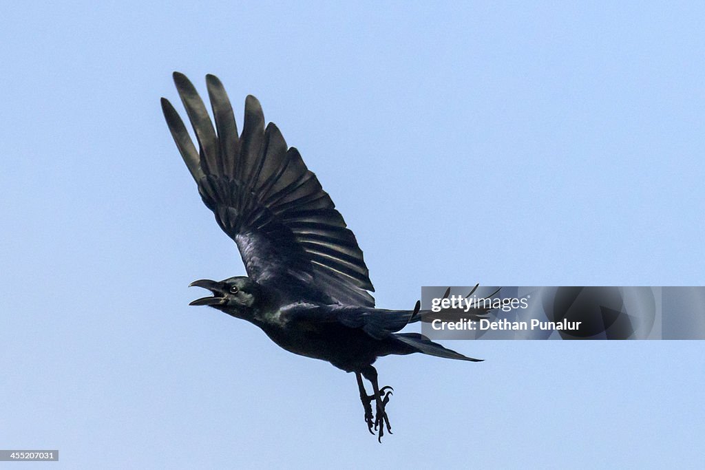 Crow Flying Fast Crow Flying High-Res Stock Photo - Getty Images