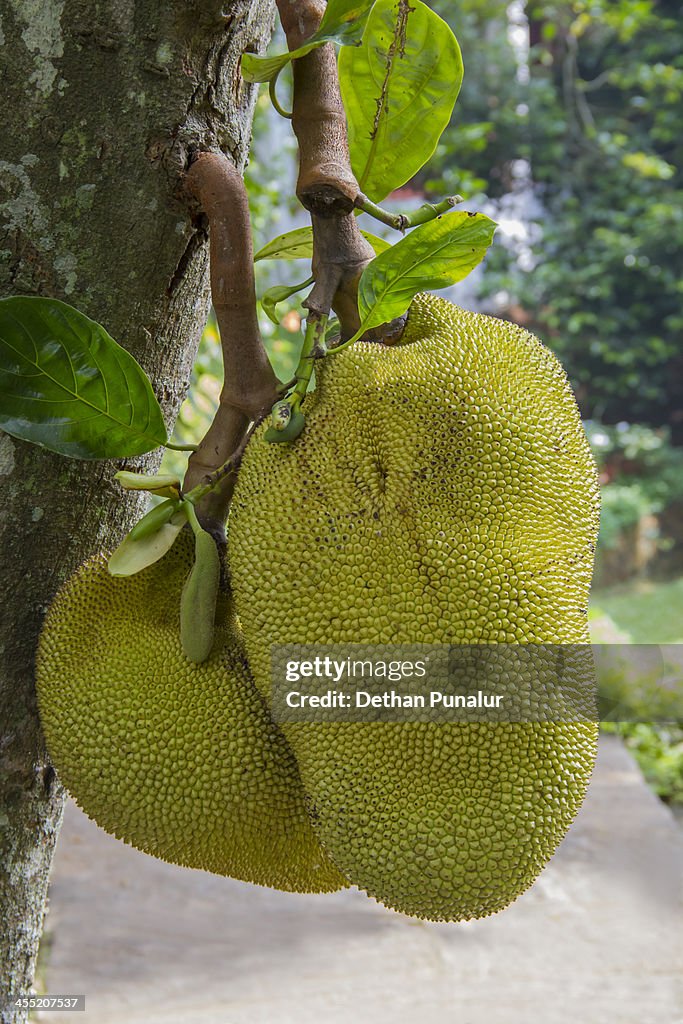 Jackfruits