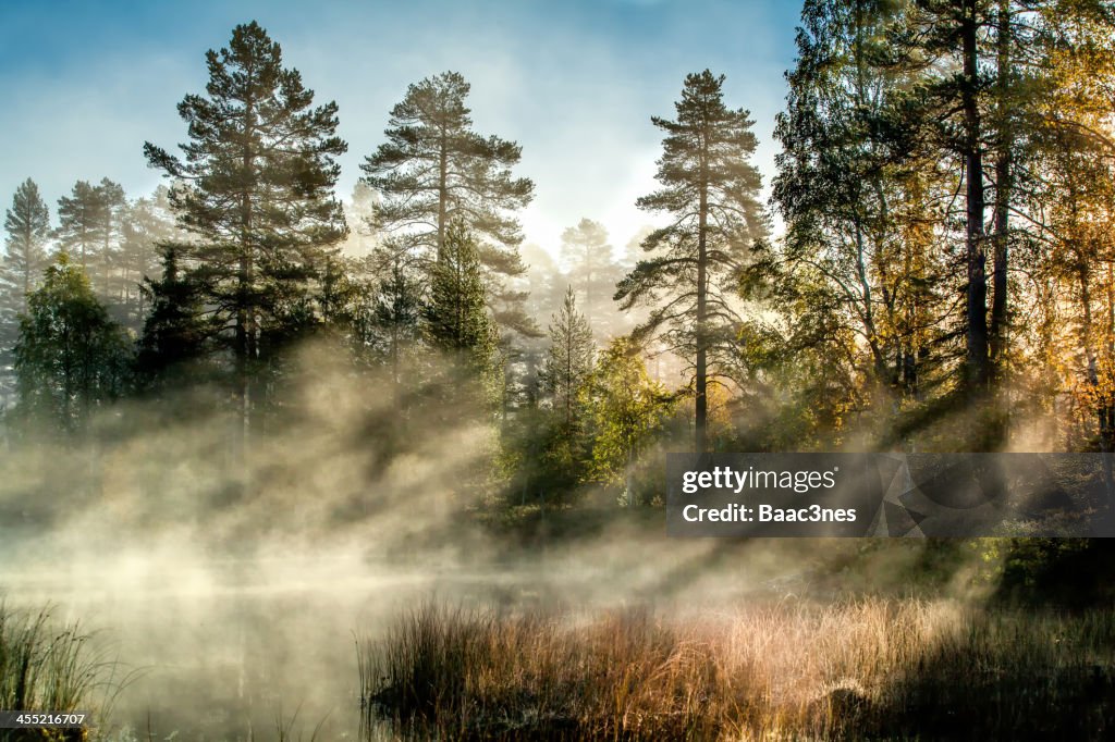 Autumn Morning In The Forest