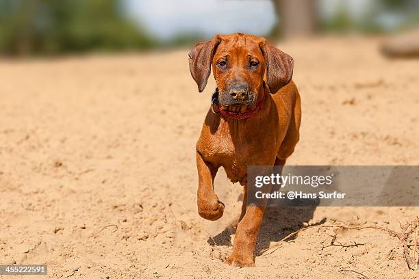 Daisy Ridgeback Rhodesian Ridgeback Puppy