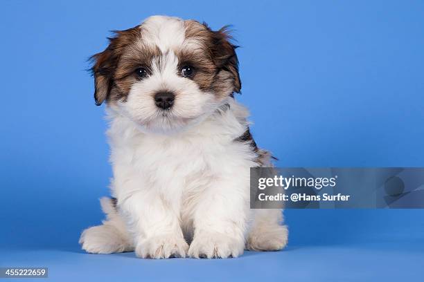 a sitting havanese puppy of 8 weeks! - havanese puppies stock pictures, royalty-free photos & images