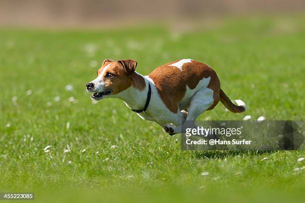 a jack russel with power! - jack russell terrier stock pictures, royalty-free photos & images