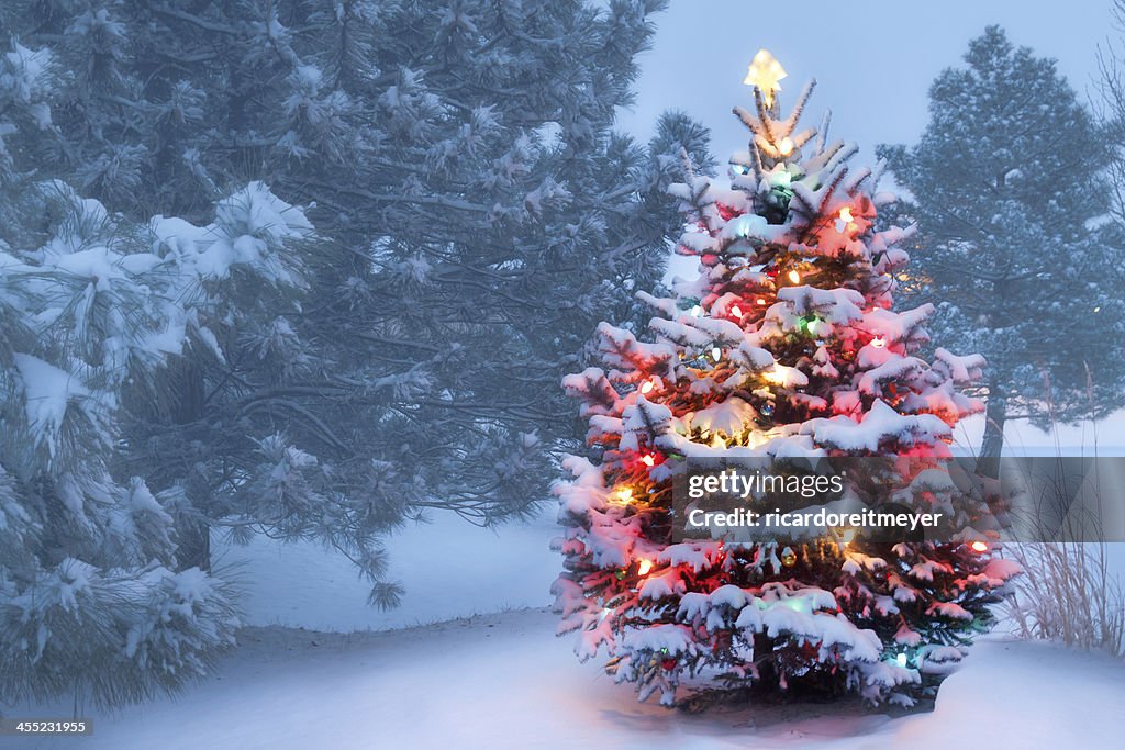 Cet arbre s'illumine vives sur la neige recouvert le matin brumeux de Noël