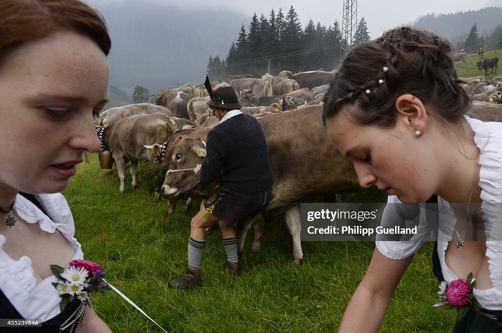 Cattle Return From Alpine Summer Grazing