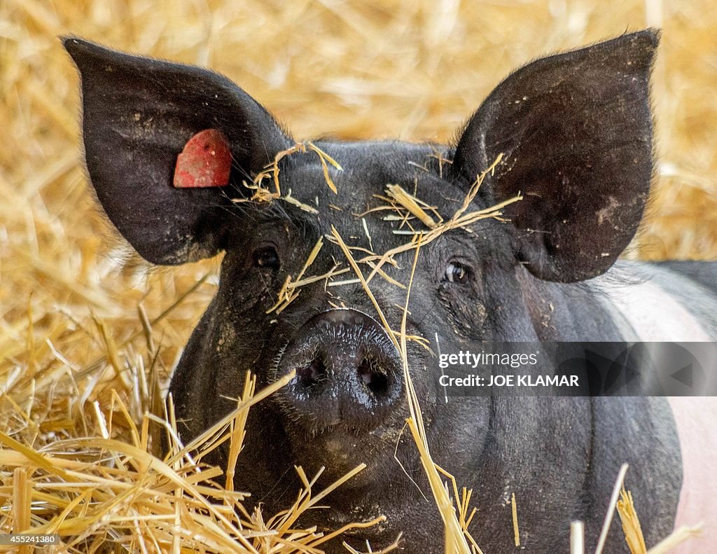 AUSTRIA-EU-AGRICULTURE