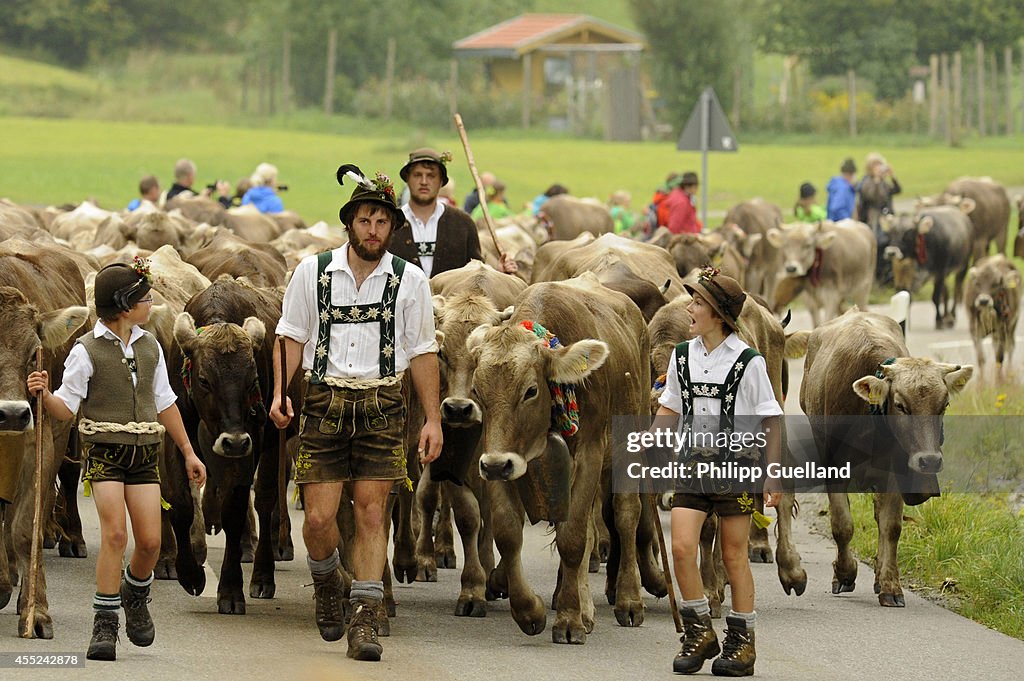 Cattle Return From Alpine Summer Grazing