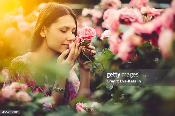 rosas cor-de-rosa - smell - fotografias e filmes do acervo