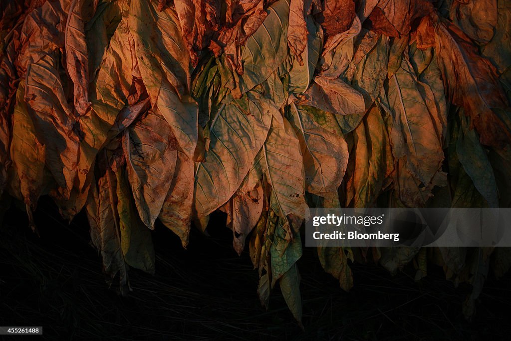 Kentucky Tobacco Production Increases 11 Percent From Previous Season