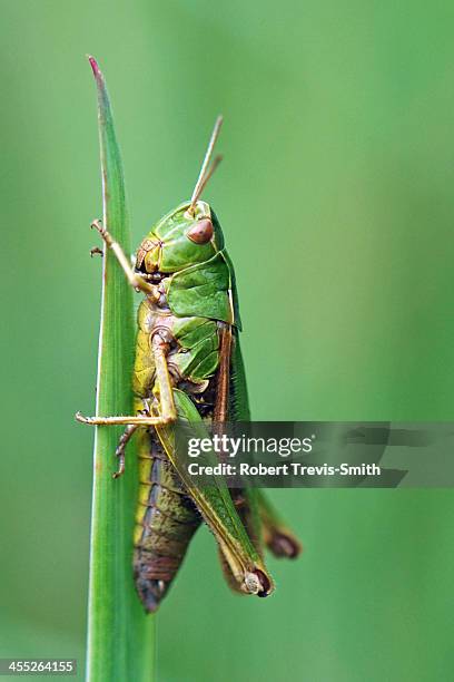 common green grasshopper - grashüpfer stock-fotos und bilder
