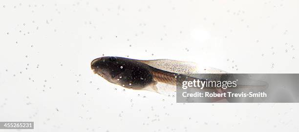 common frog tadpole (rana temporaria) - kaulquappe stock-fotos und bilder