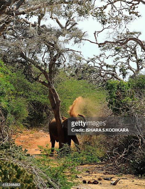 Photo taken on September 11, 2014 in the southern district of Yala shows a Sri Lankan elephant standing at Yala National Park. Parts of the Indian...