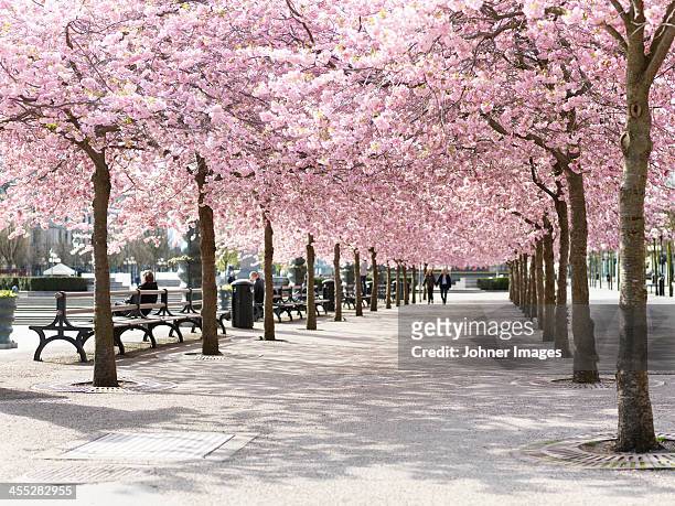 alley treelined with cherry trees - avenue pink cherry blossoms stockfoto's en -beelden