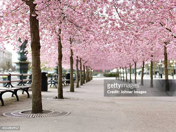 alley treelined with cherry trees - stockholm park stock pictures, royalty-free photos & images