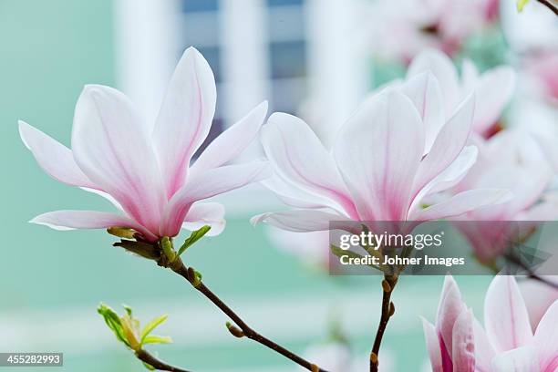 magnolia blossom - magnolia stellata stockfoto's en -beelden