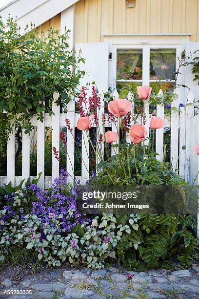 flowers in front garden - smaland stock-fotos und bilder