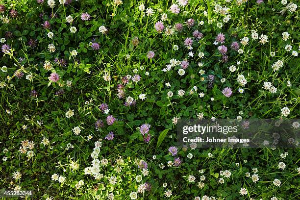 flowers in grass - grass overhead stock pictures, royalty-free photos & images