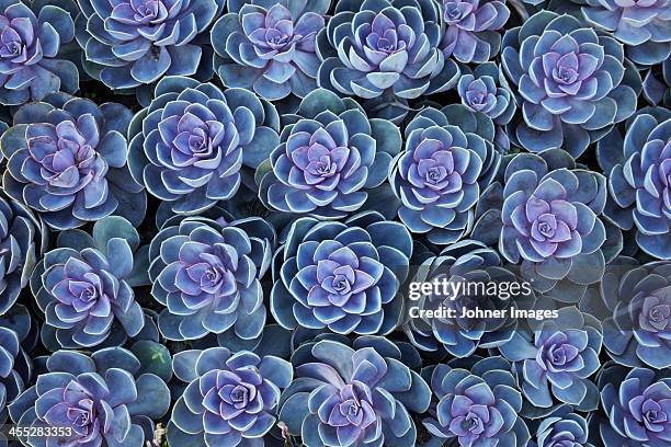 close-up of crassulaceae plants - succulent stock-fotos und bilder