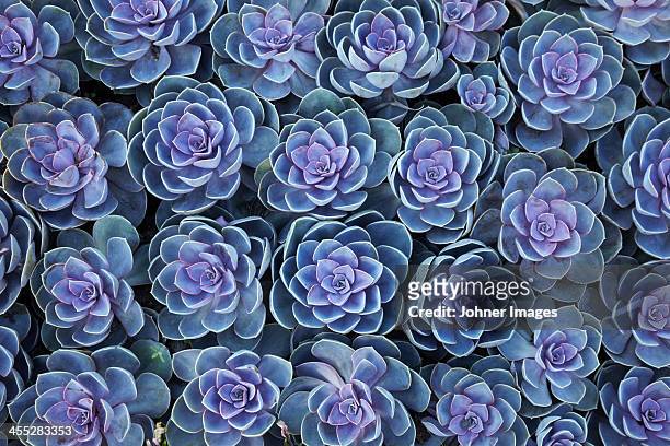 close-up of crassulaceae plants - succulent plant stock pictures, royalty-free photos & images