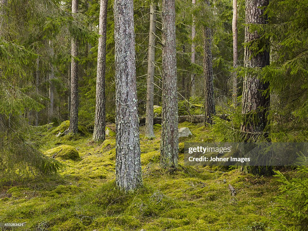 View of forest