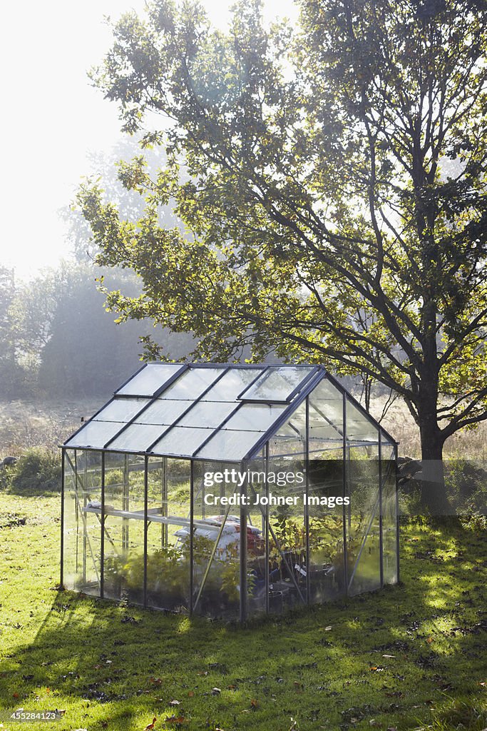 Greenhouse in garden