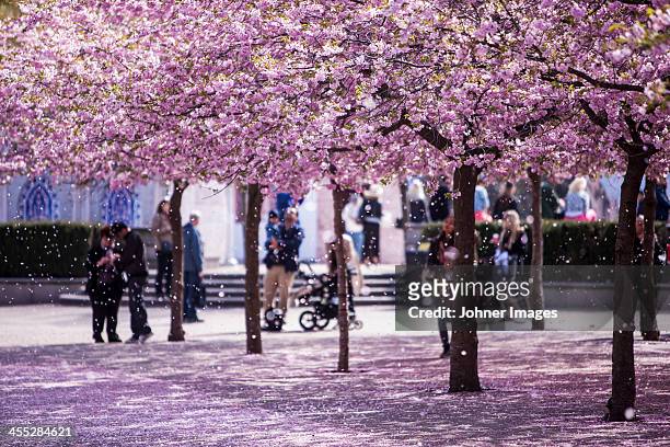 blossoming cherry trees at kungstradgarden - stockholm stockfoto's en -beelden