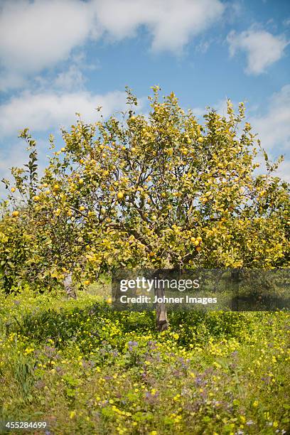flowering lemon tree - lemon tree stock pictures, royalty-free photos & images