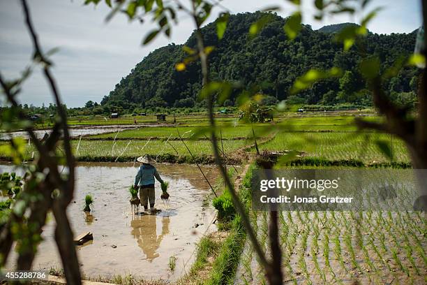 Woman working in rice fields of the village of Leupung. Only 500 people out of around 10,000 survived - those who did however, received new homes...