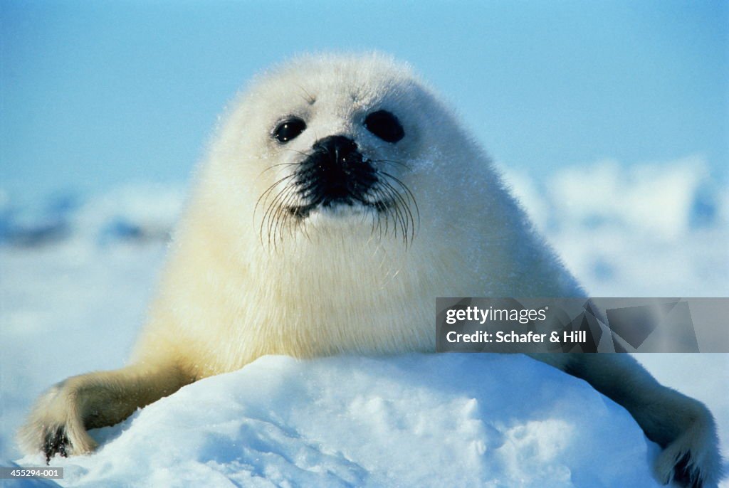 Shangle Pup Snow Seal Pup