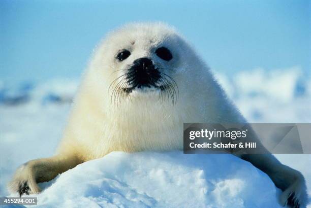 harp seal pup propped up on snow, close-up - seal pup 個照片及圖片檔