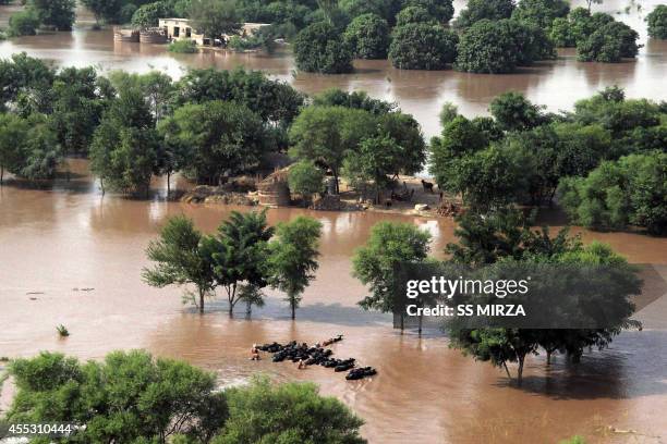 Pakistani villagers wade through floodwaters with their cattle on the outskirts of Multan on September 12, 2014. Pakistani authorities moved to...