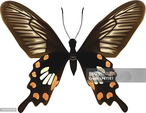 共通のローズ蝶-ベクトルイラスト - ベニモンアゲハ点のイラスト素材／クリップアート素材／マンガ素材／アイコン素材