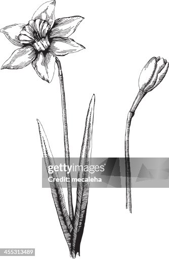 Daffodil Daffodil