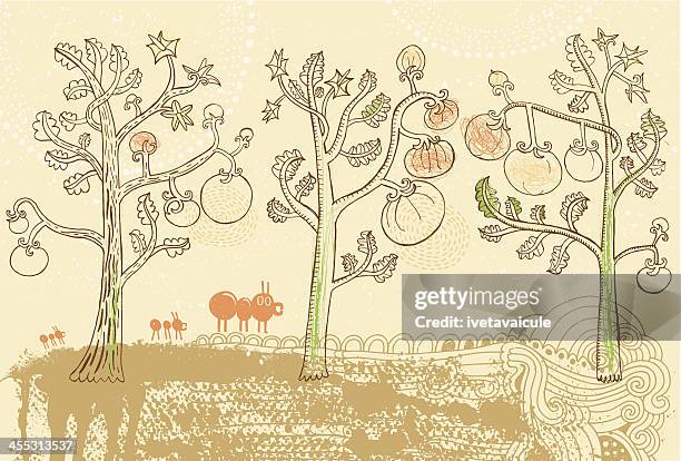 tomatoes - ant stock illustrations