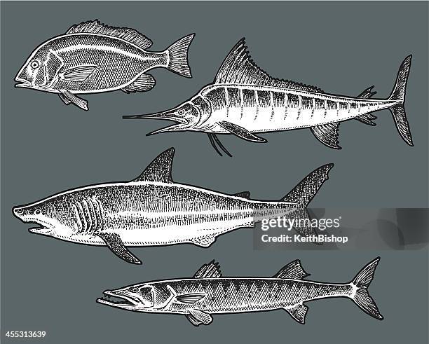 illustrazioni stock, clip art, cartoni animati e icone di tendenza di pesce di mare e squali, marlin, snapper, barracuda - marlin