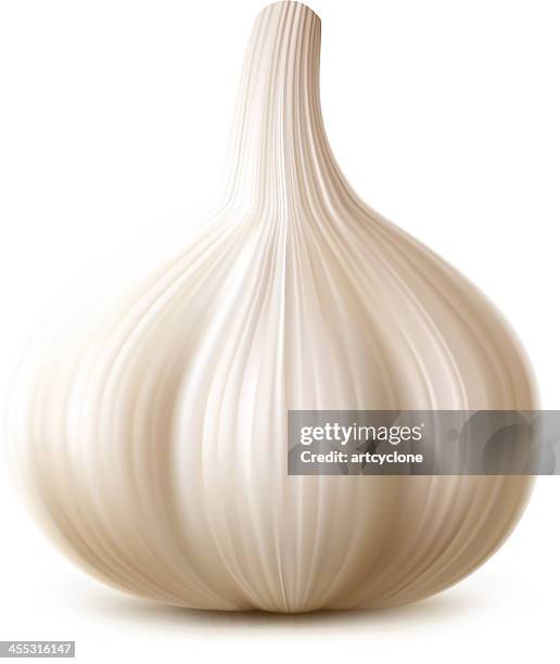 garlic - garlic stock illustrations