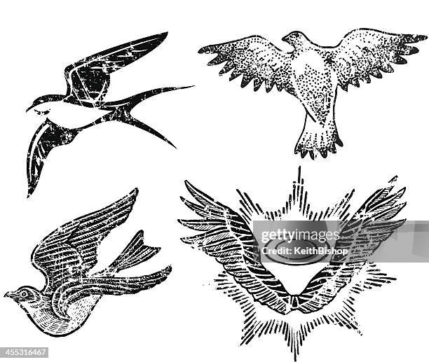 ilustraciones, imágenes clip art, dibujos animados e iconos de stock de aves y ala de diseño de estilo grunge anillo - paloma ave