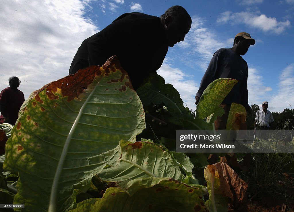 Maryland Tobacco Farm Begins Harvest