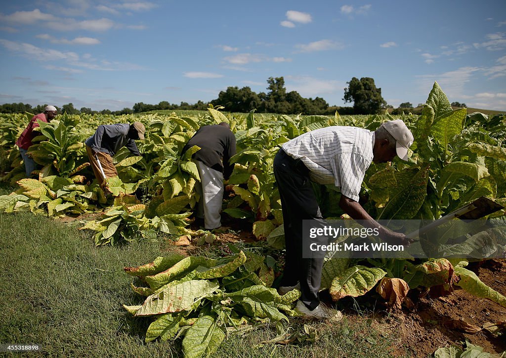 Maryland Tobacco Farm Begins Harvest