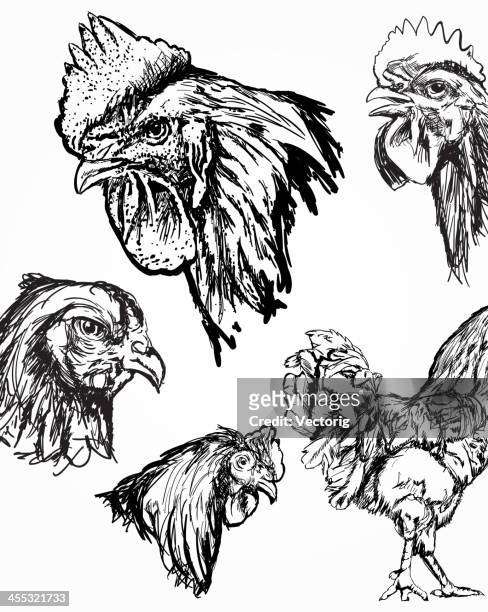 stockillustraties, clipart, cartoons en iconen met rooster and chicken sketches - chicken drawing