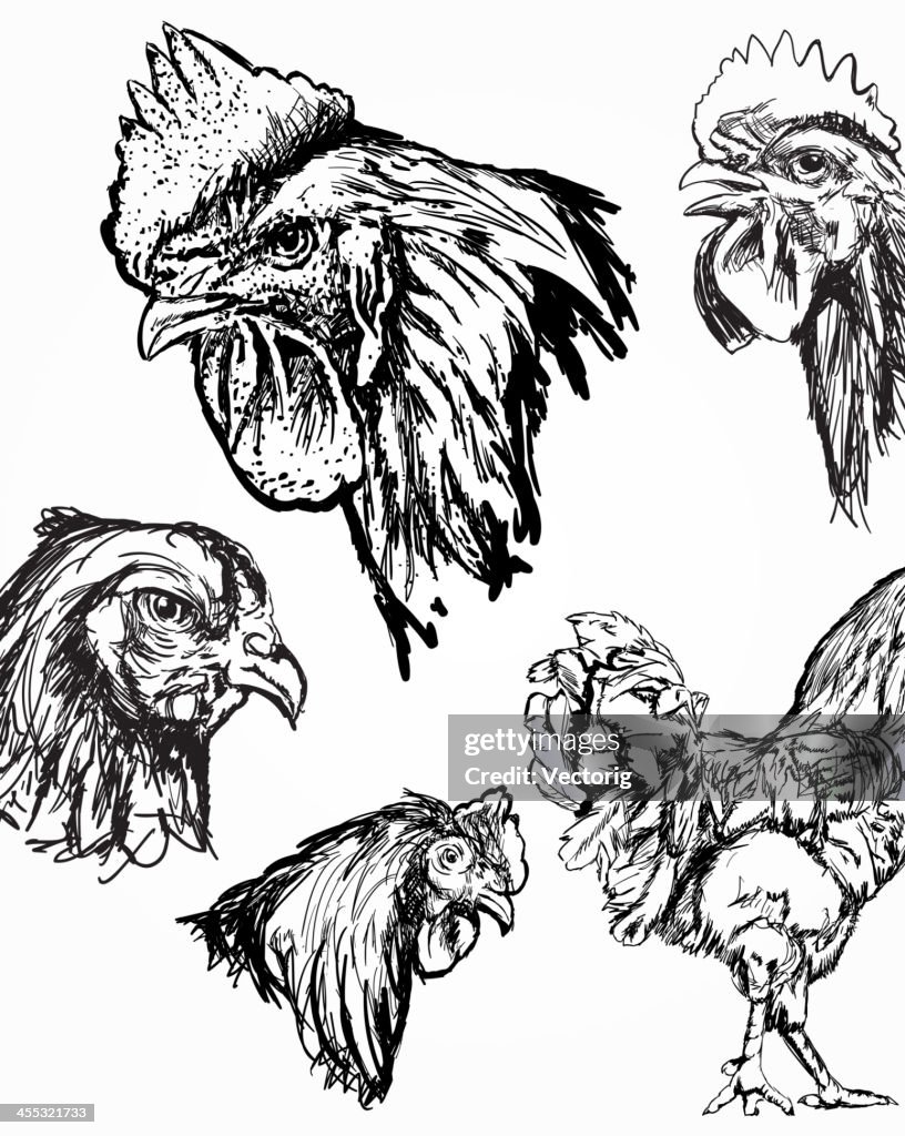 Rooster and Chicken Sketches