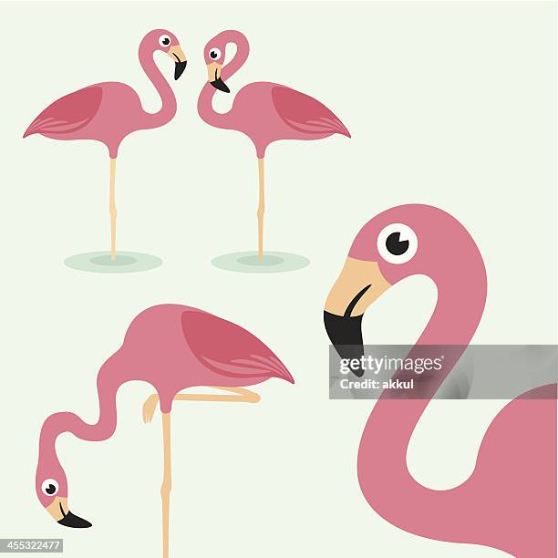 illustrations, cliparts, dessins animés et icônes de flamingo - jambe animale