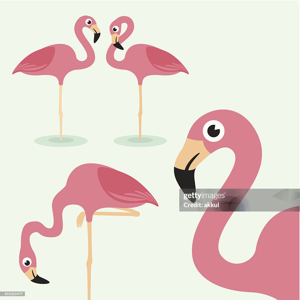 Flamingo