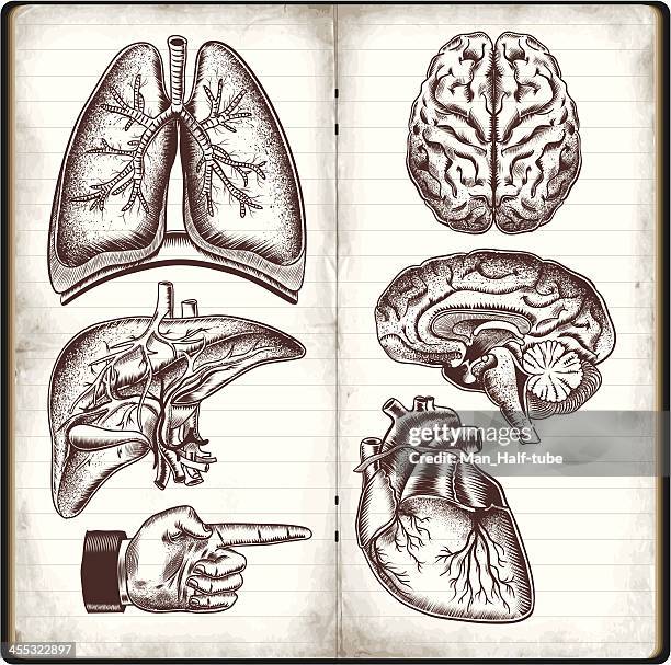 illustrations, cliparts, dessins animés et icônes de organes humains - human lung