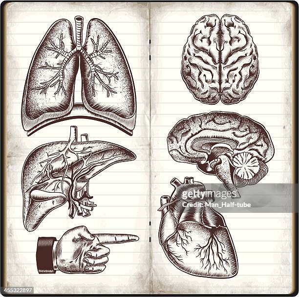 human organs - human lung stock illustrations
