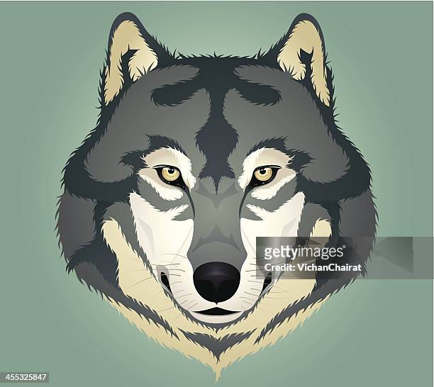 316 Wolf Face High Res Illustrations - Getty Images