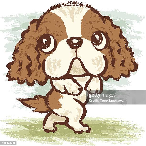 cavalier king charles spaniel walking - cavalier king charles spaniel stock illustrations