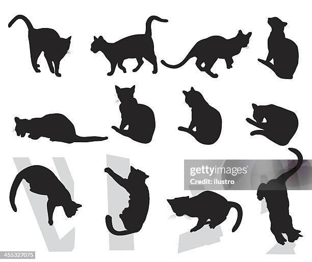 cats - undomesticated cat stock illustrations