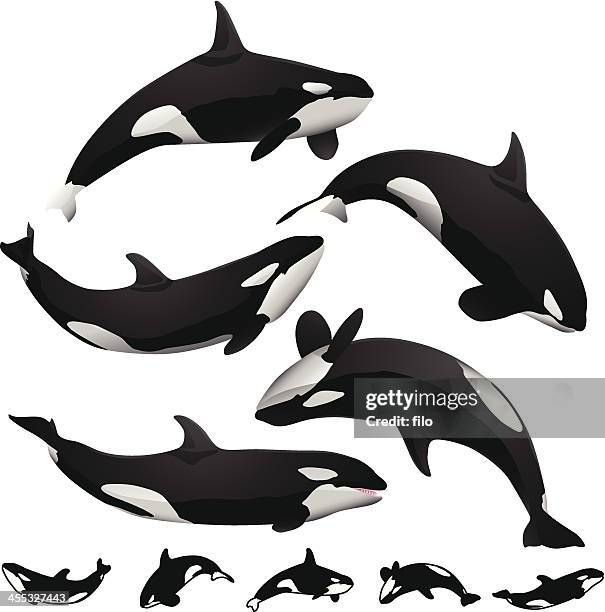 orcas - schwertwal stock-grafiken, -clipart, -cartoons und -symbole